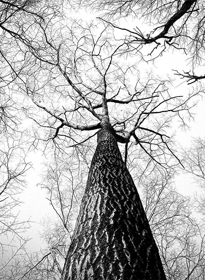 madera en roble lalín
